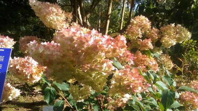 Hydrangea Paniculata 'Vanille Fraise'