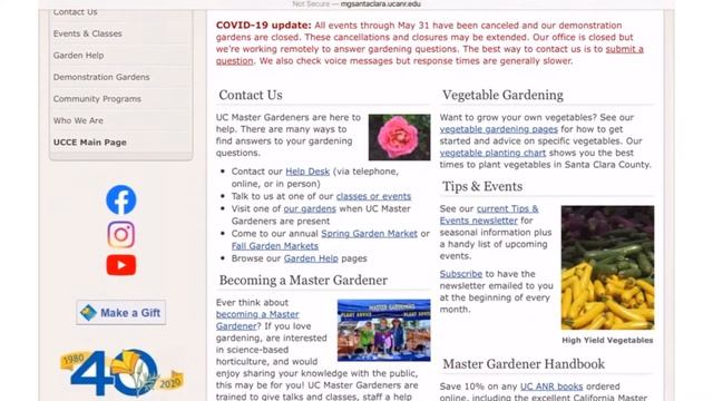 Fig Tree (Ficus Carica)