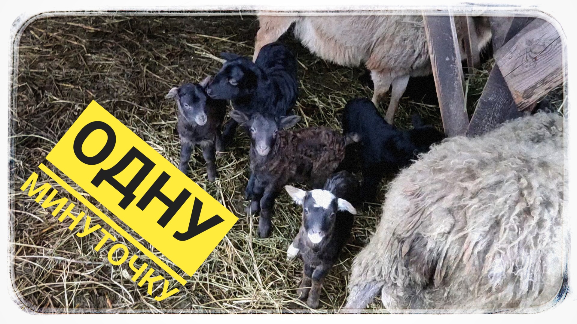 Овечий детский сад ? смотреть онлайн