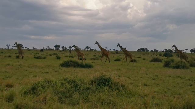 🐠🌴Tanzania🦒🐘 смотреть онлайн