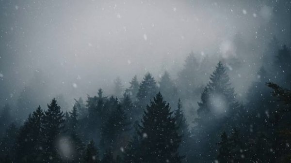 Snowfall in Forest Live Wallpaper 4K