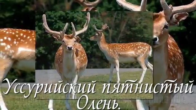 животные красной книги смотреть онлайн
