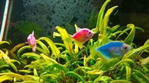 Тернеции ошибки в содержании и разведении!