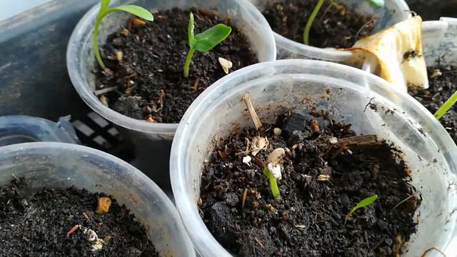 Центральный корешок засох, а они взошли! смотреть онлайн
