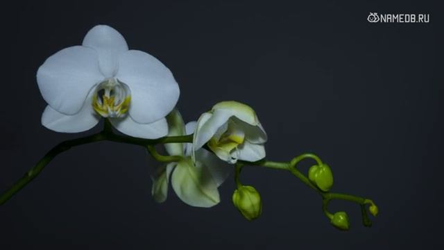 Значение имени Алиса: карма, характер и судьба смотреть онлайн