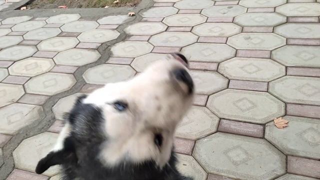 Хаски ити хакида 2022й