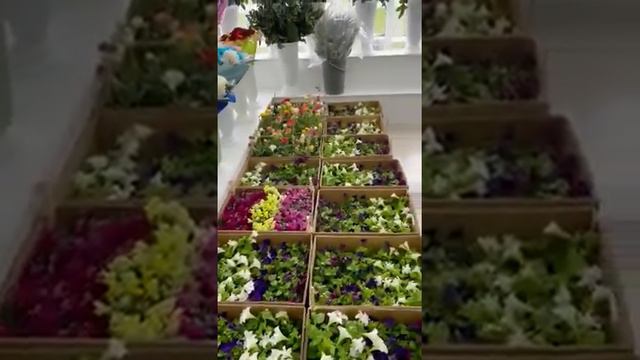 Новое поступление саженцев и цветов для сада от 1500 тенге! смотреть онлайн