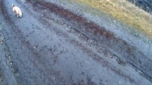 Охота на зайца по чернотропу без собаки/САМ СЕБЯ НАКАЗАЛ