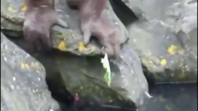 Orangutan Saves Baby Chick From Drowning! Орангутанг спасает птенца!