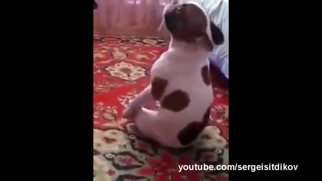 Смешные собаки Выпуск # 12 Funny dogs смотреть онлайн