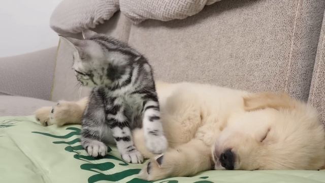 How a Kitten Wakes a Sleeping Golden Retriever Puppy смотреть онлайн