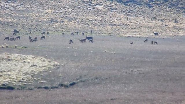 BRAMA EN NEUQUEN AL LADO DE LA RUTA смотреть онлайн