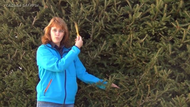 Живая изгородь из ели.
