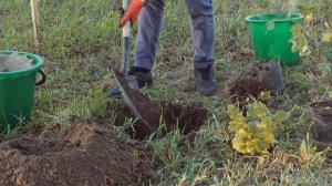 ПОСАДКА КУСТАРНИКОВ ПО ПРАВИЛАМ