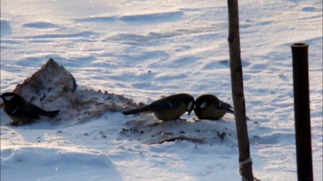 #Природа Урала Серый #дятел угощается #салом Сельское #подворье на #Урале смотреть онлайн