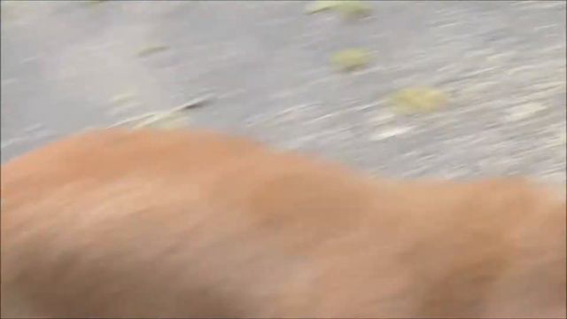 The only existing american pitbull and indian stray hybrid dog смотреть онлайн