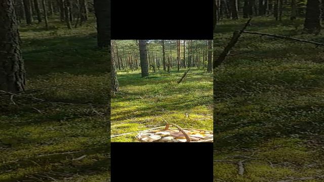 Лес без грибочков. смотреть онлайн