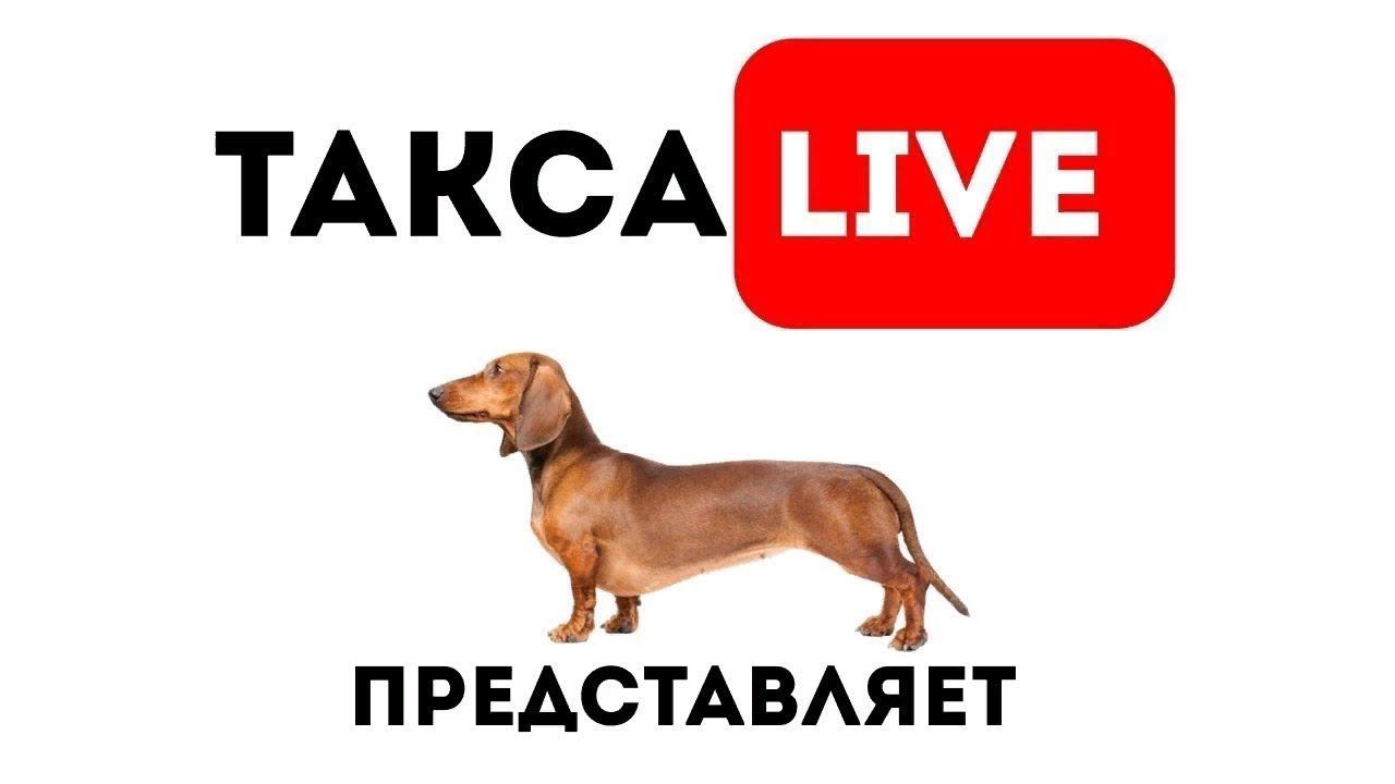 Питомник Я Такса смотреть онлайн