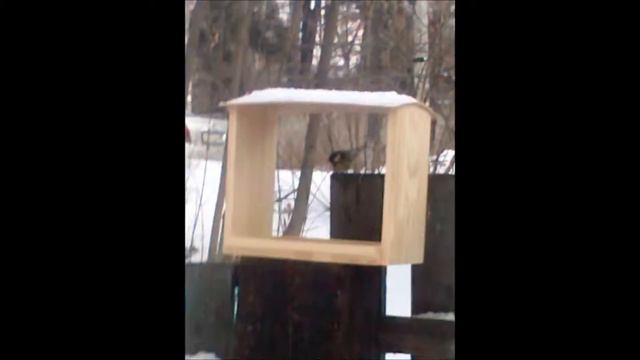 Покормите птиц зимой! Сибирячки 3а класса смотреть онлайн