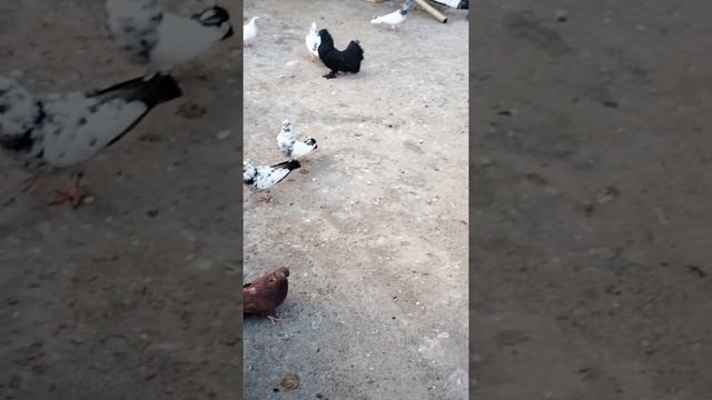 Ground roller pigeon | Pigeon roller | Pigeon back jump | Pigeon Flips #shorts смотреть онлайн