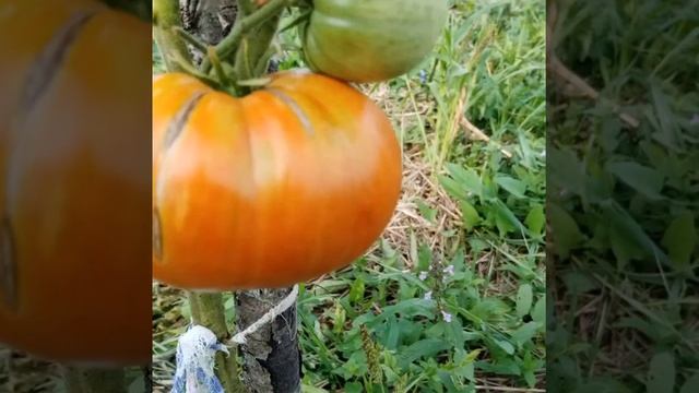 редкие экзотические сорта томатов 2021год смотреть онлайн