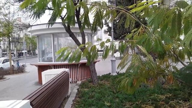 Акация Ленкоранская смотреть онлайн