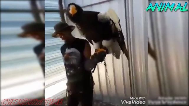 Best Animals Coub #10 | Лучшие кубы с животными №10 (Январь 2019) смотреть онлайн