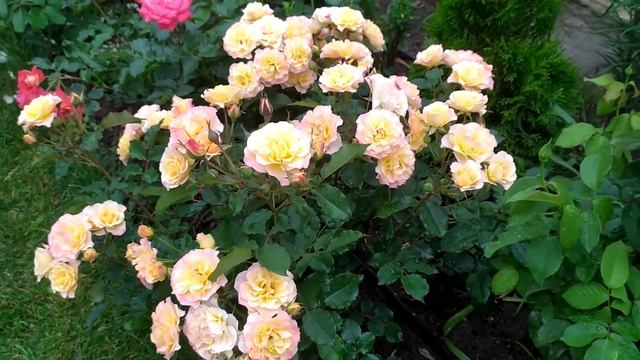 Дожди, дожди, а розы только краше! #розы #розывсаду #сортароз #цветениероз #cчастливыйсадовод