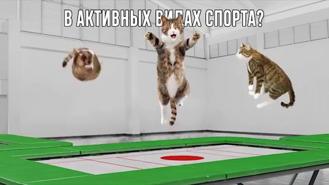 Kitekat OLV 1 смотреть онлайн