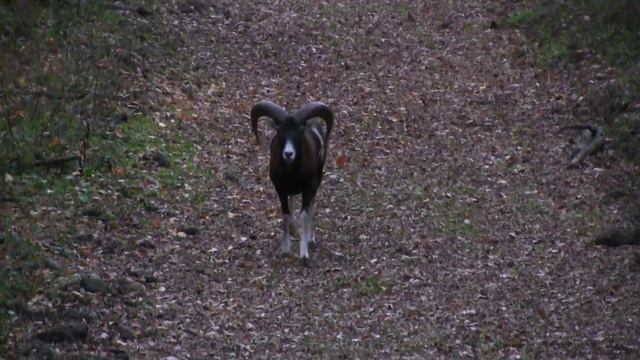 Mouflons In The Börzsöny Mountains II. (Hungary)
