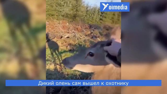 Дикий олень сам вышел к охотнику смотреть онлайн