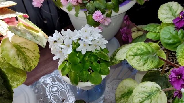 Фиалки трейлеры. Целое море цветов ??. смотреть онлайн