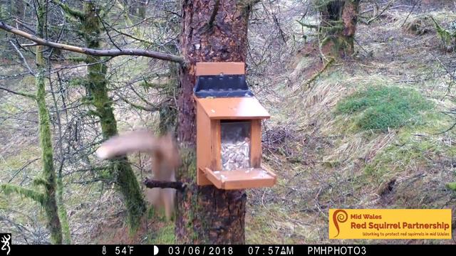 Red Squirrels in mid Wales - Research shows new finding смотреть онлайн