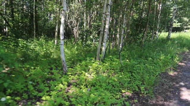 Жаркий летний день недалеко от НИИФа. Понедельник, 27 июня 2022 г. смотреть онлайн