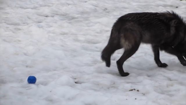 Alawa and Zephyr: BarkBox Enrichment смотреть онлайн
