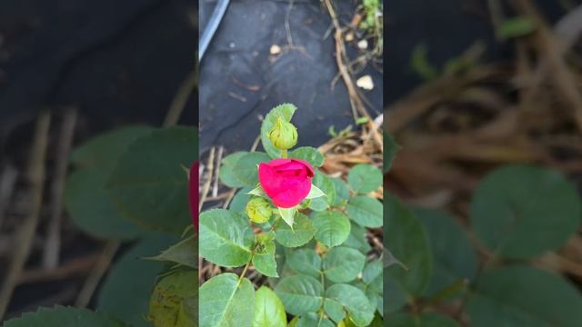 Роза АСКОТ(ч/г)2годка 05.07.23 #дача #розы #сортароз #цветы #сад #лето #роза #обзор #весна2023 смотреть онлайн