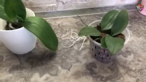 Посадка орхидей в мох, ЗА или ПРОТИВ?