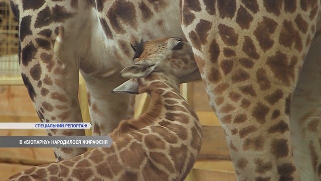 В «Біопарку» народилося маленьке жирафеня смотреть онлайн