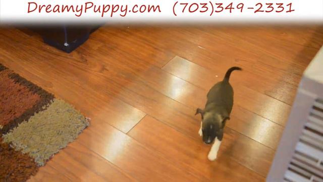 Dreamy Puppy - Toy Chihuahua Boy смотреть онлайн