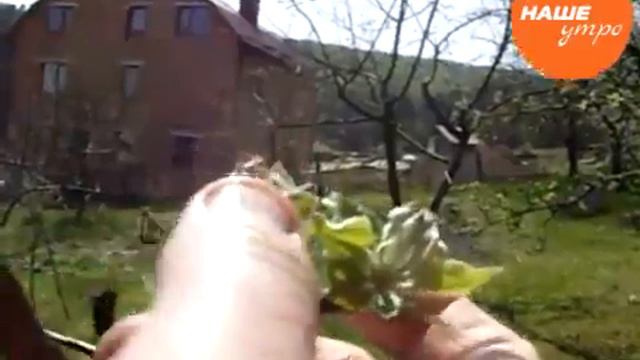 Как бороться с грызунами в саду смотреть онлайн