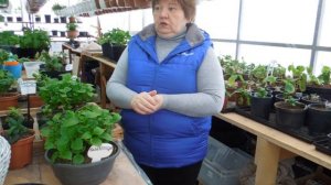 06 02 24год Выращивание Таблетензии (Tabletensii ) Крупнолистной гортензии.