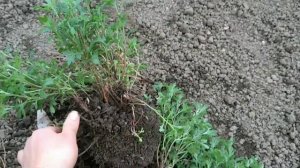 Хризантема мультифлора 8.05.2020г. Разделяем куст весной. Посадка.