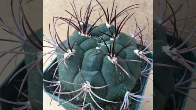 35 Gymnocalycium Species | Gymnocalycium Plant Varieties with Names | Plant and Planting смотреть онлайн