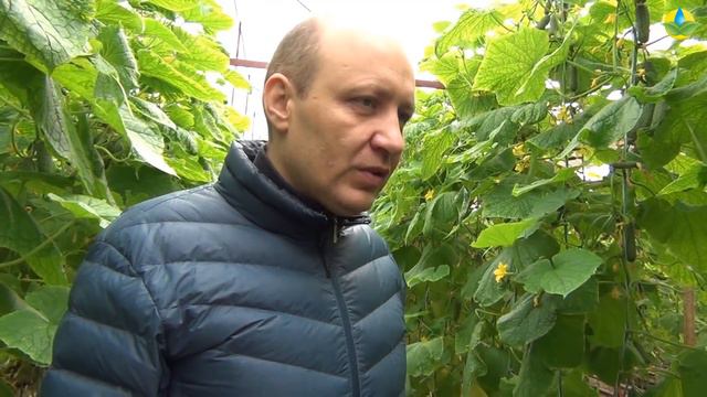 КАК ПОДДЕРЖАТЬ ОГУРЕЦ В УРОЖАЕ? (04-03-2019) смотреть онлайн