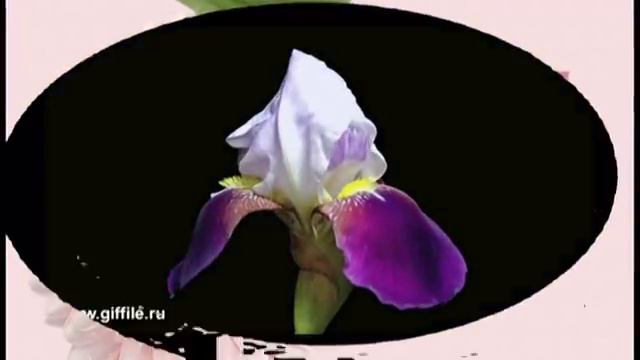 Поль Мориа. Токката. Цветы любви. смотреть онлайн