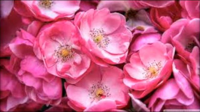 "To A Wild Rose" Edward MacDowell Woodland Sketches Piano смотреть онлайн