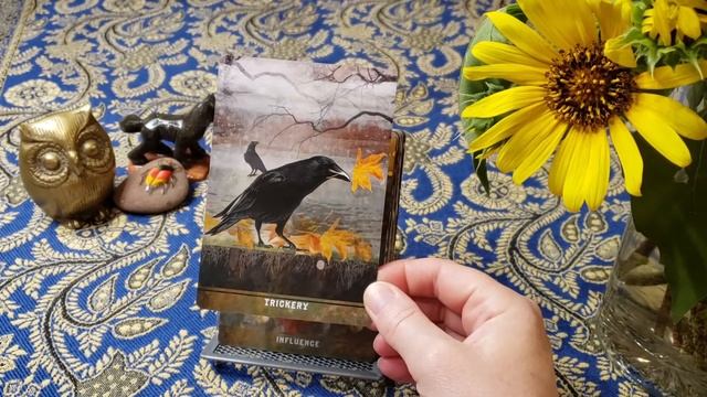 Urban Crow Oracle Impressions смотреть онлайн