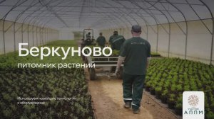 Питомник Беркуново выращивание хвойных и лиственных растений.