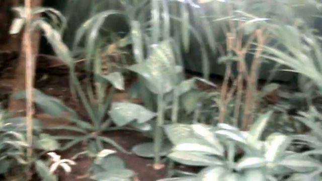Видео. В павильоне Новосибирского зоопарка, живут две симпатичные обезьянки. смотреть онлайн