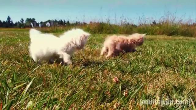 Find Chippy | Tim and Eric Awesome Show, Great Job! | Adult Swim смотреть онлайн